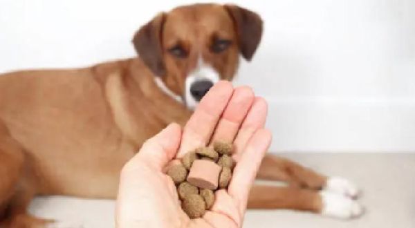 你知道雞蛋禁用的芬普尼(Fipronil)，卻常常用在寵物身上嗎? 論寵物除蟲的合宜性